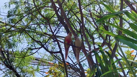Wild Rose-Ringed Parakeets Pair Perched in Tropical Tree Canopy — Urban Stockbeeldmateriaal 335384974