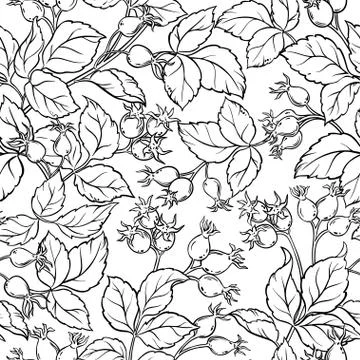Wild rose seamless pattern Stock Illustration