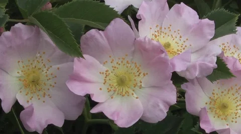 Wild rose in the spring. Video stock 6321632