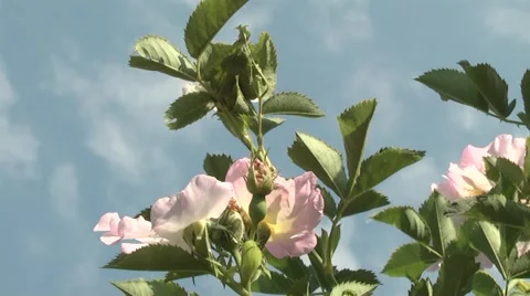 Wild rose in the spring. Stock Footage 6322124