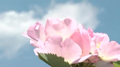 Wild rose in the spring. Stock Footage 6324052