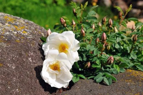 Wild rose on stone Stock Photos
