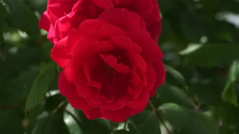 Wild rose in the sun Video stock 130334525