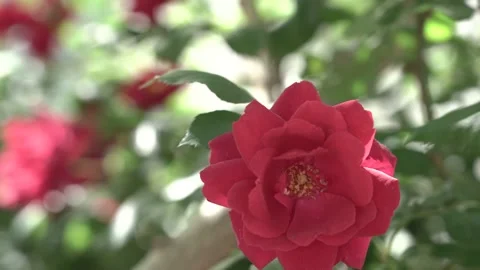 Wild rose in the sun Video stock 130334527