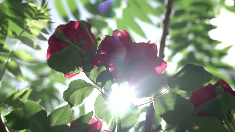 Wild rose in the sun Video stock 130334537