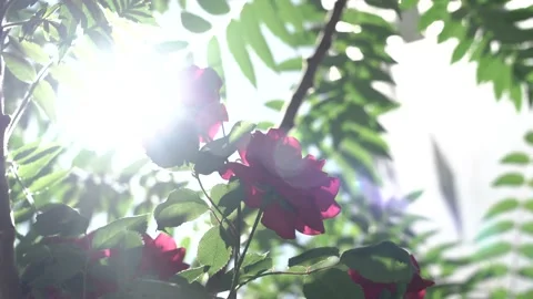 Wild rose in the sun Video stock 130334540