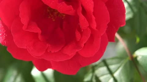 Wild rose in the sun Stock Footage 130334543