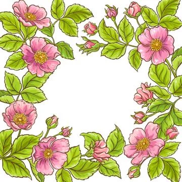 Wild rose vector frame Illustrazione stock