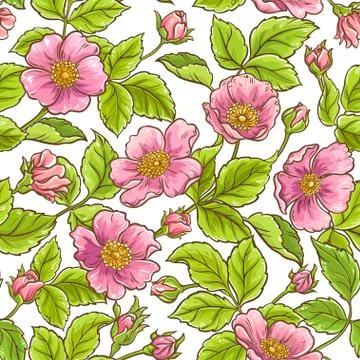 Wild rose vector pattern Illustrazione stock