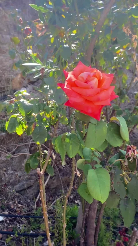Wild Rose. Vertical video Stock Footage 286743051