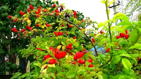 Wild rose in the wind2 Stock Footage 161240272