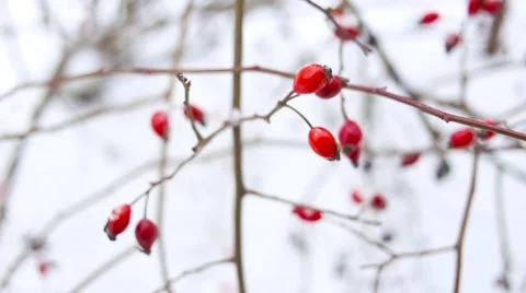 Wild rose in winter garden Stock Footage 60854832