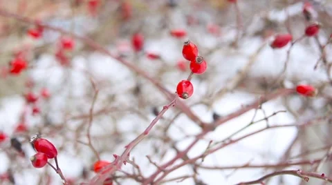 Wild rose in winter garden Vídeo Stock 60907646