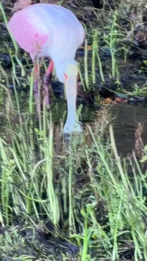 Wild Roseate Spoonbill foraging through wetlands vegetation. Vídeo Stock 345284835