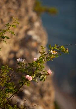 Wild rose.gn Stock Photos