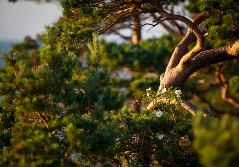 Wild rose.gn Foto stock