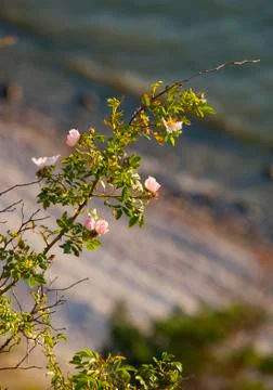 Wild rose.gn Stock Photos