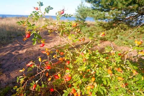 Wild rosehip Stock Photos