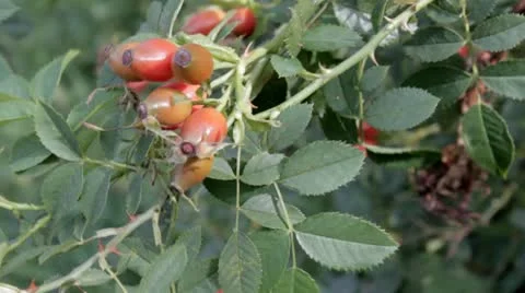 Wild Rosehips Video stock 12017960