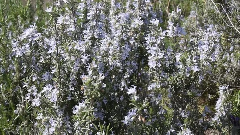 Wild rosemary Stock Footage 150728810