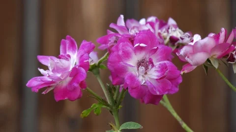 Wild Roses with Ants Stock Footage