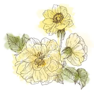 Wild roses blossom branch isolated on white. Vintage botanical hand drawn Stock Illustration