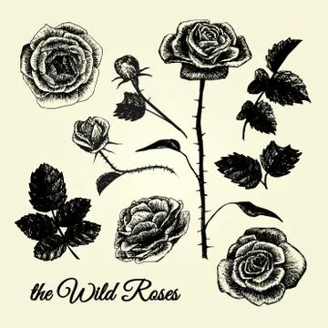 The wild roses b&amp;w 스톡 일러스트