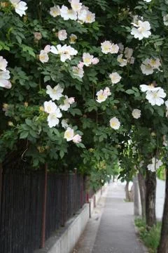 Wild roses Foto stock