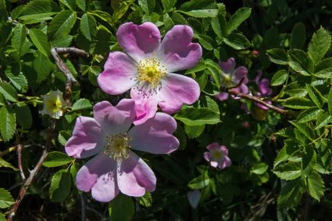 Wild roses 스톡 사진