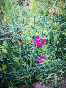 Wild roses Stock Photos