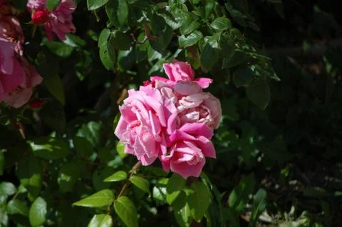 Wild roses Stock Photos
