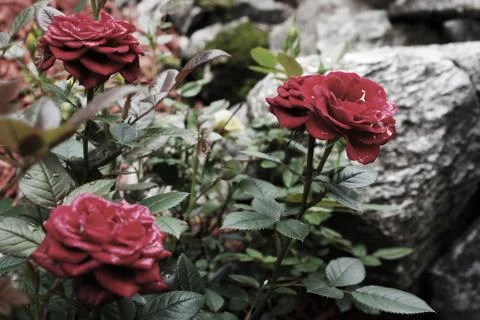 Wild Roses Foto stock