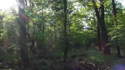 Wild rotten dense forest panning blending sun and lens reflection Stock Footage 62918687