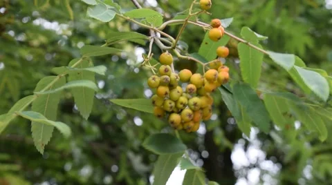 Wild rowan Stock Footage 65216884