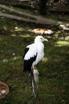 Wild Royal Eagle Stock Photos