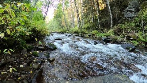 Wild rushing high mountain stream through the woods Stock Footage 242660694