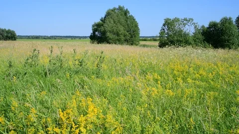 Wild Russian meadow in June Stock Footage 95566963