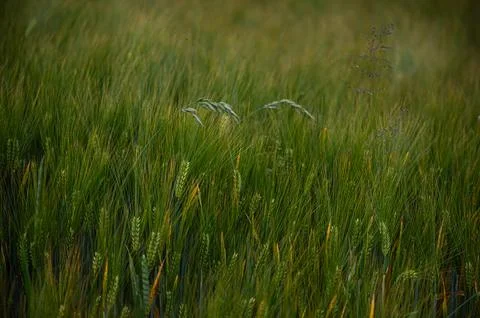 Wild Rye in the Barley Stock Photos