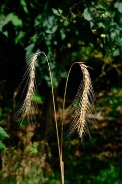 Wild Rye Grass Ears Closeup Sunlit Stock Photos