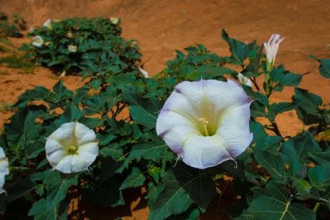 Wild Sacred Datura Wrightii close-up Utah Landscape Stock Photos