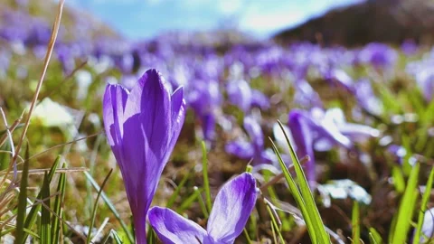 Wild saffrons in sapling, close up view UHD 4K Stock Footage 154861300