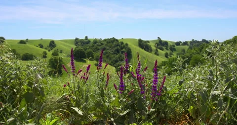 Wild sage flutter in wind amid the stunning green landscape of rolling hills Stock Footage 263096151