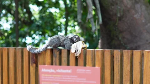 Wild Sagui Monkey Banana Stock Footage 307630230