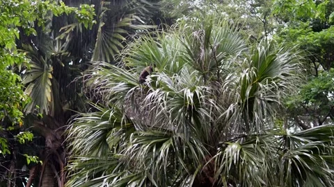 Wild Sagui Monkey Jumping from Tree to Tree Stock Footage 307788502