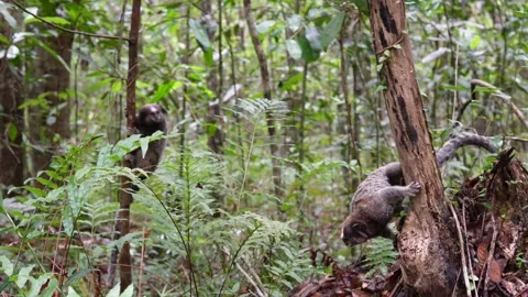 Wild Sagui Monkeys 2 Stock Footage 307630304