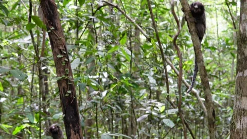 Wild Sagui Monkeys Stock Footage 307630306