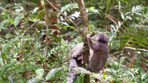 Wild Sagui Monkeys Playing and Eating Bananas Stock Footage 307630285