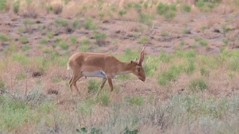 Wild saiga antelope or Saiga tatarica grazes in steppe. 4K Stock Footage 198607331