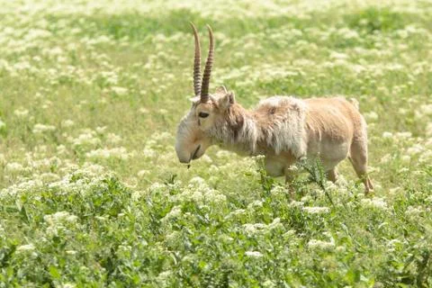 Wild Saiga Foto stock