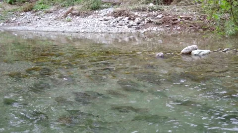 Wild salmon Stock Footage 138293277